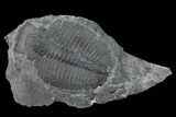 Elrathia Trilobite Molt Fossil - Utah - House Range #139706-1